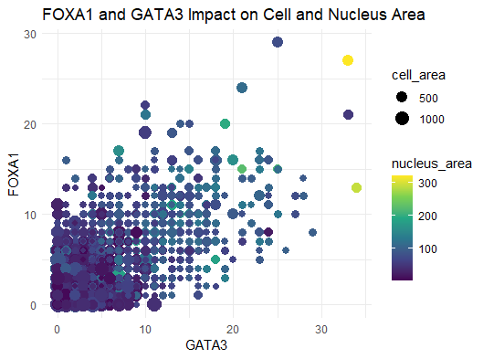 FOXA1 and GATA3 Impact on Cell and Nucleus Area